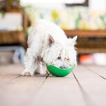 dog using lickimat wobble bowl